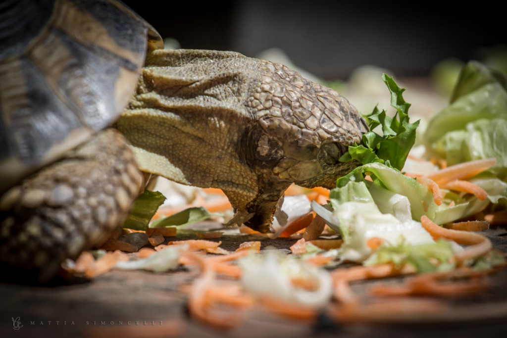 Turtle